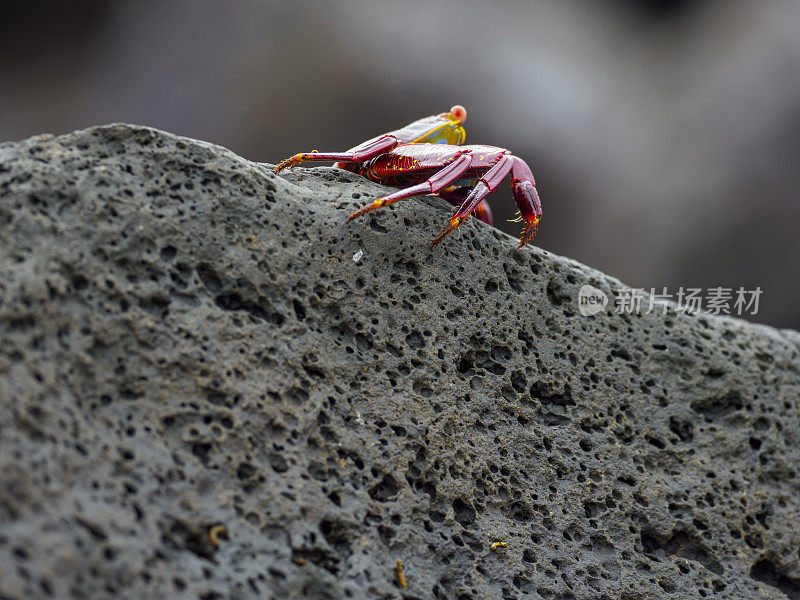 红岩蟹在岩石上行走