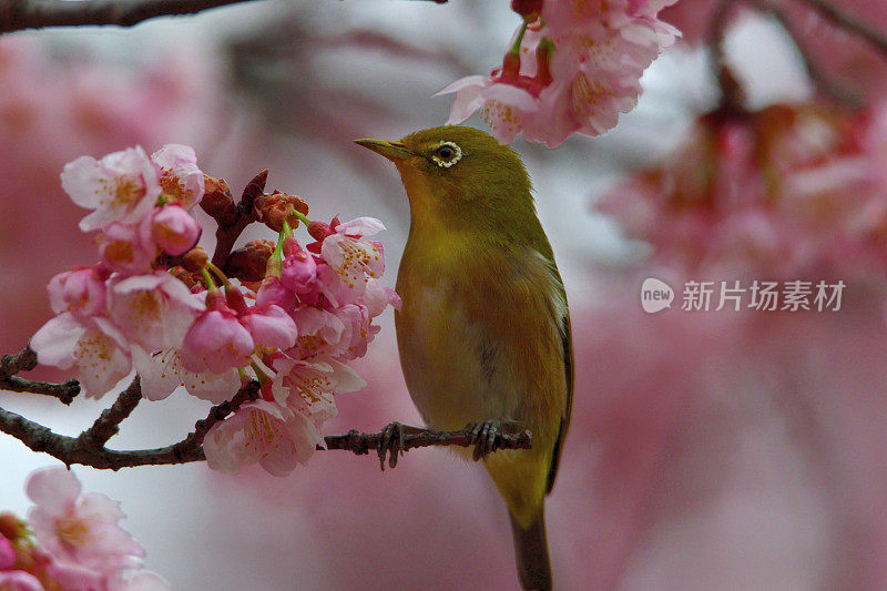 日本白眼睛享受吮吸樱花花蜜