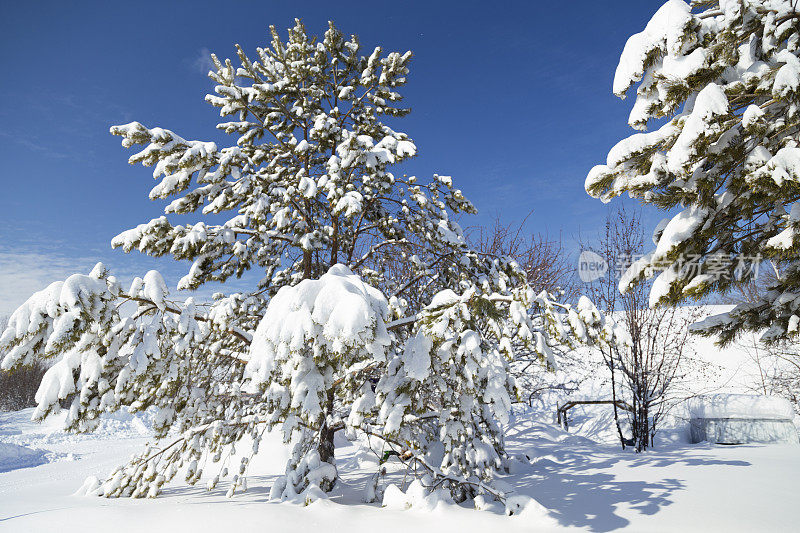 白雪覆盖的松树