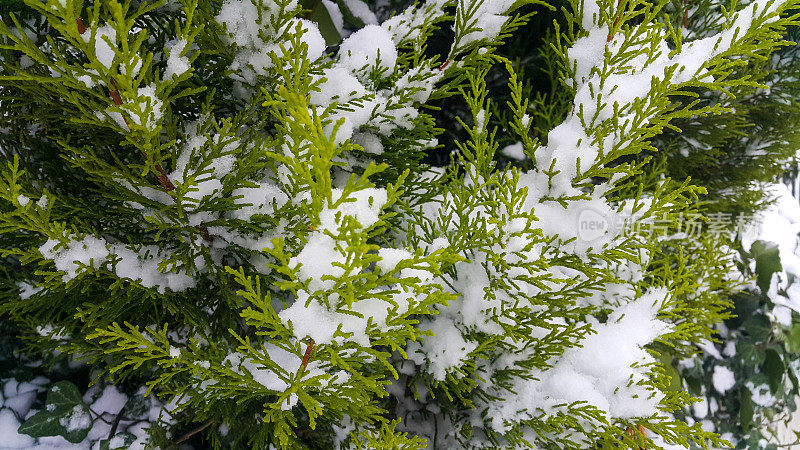 松树枝上的雪