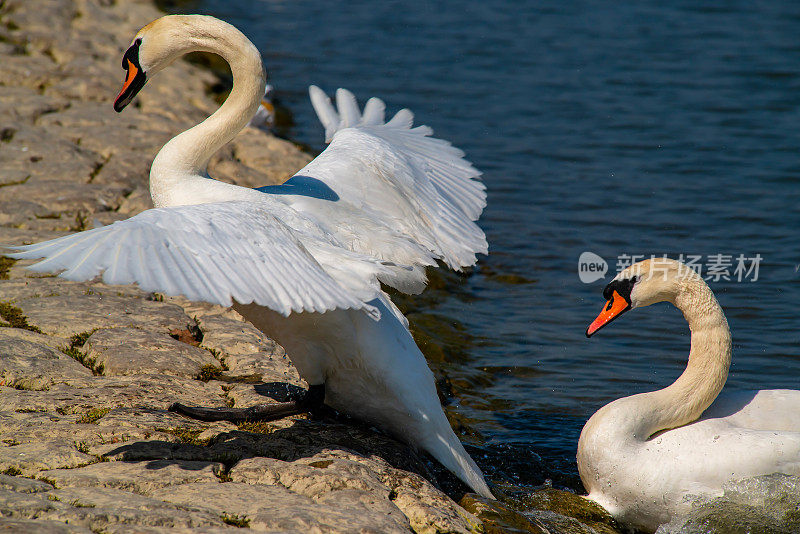 美丽的白天鹅在多瑙河不结冰的冬天