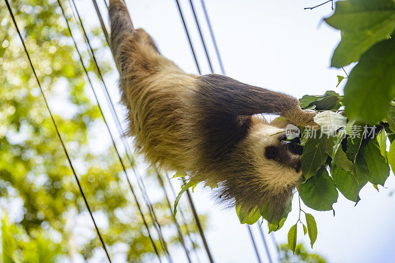 两趾树懒挂在哥斯达黎加的电线上。