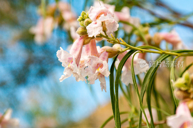 沙漠之花