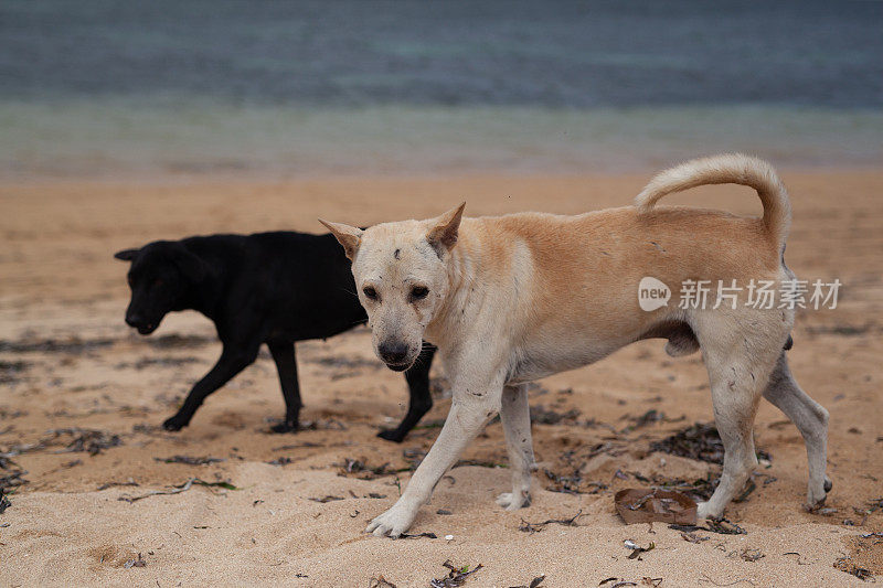 巴厘岛萨努尔海滩上无家可归的流浪狗