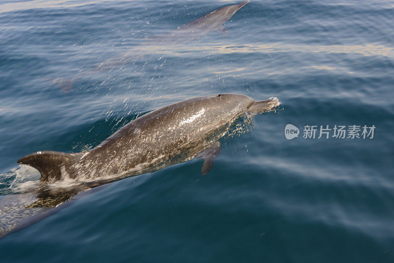 在观看海豚之旅期间，海豚在海里游泳。