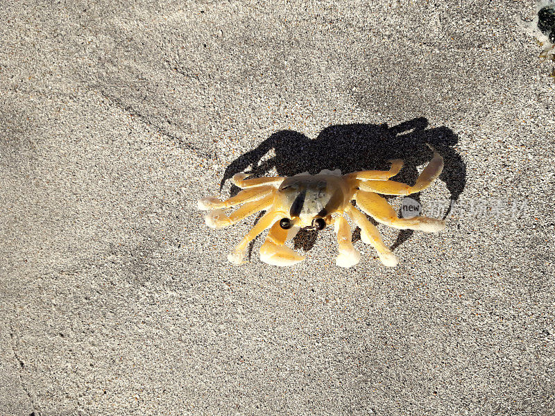 巴西东北部特有的螃蟹