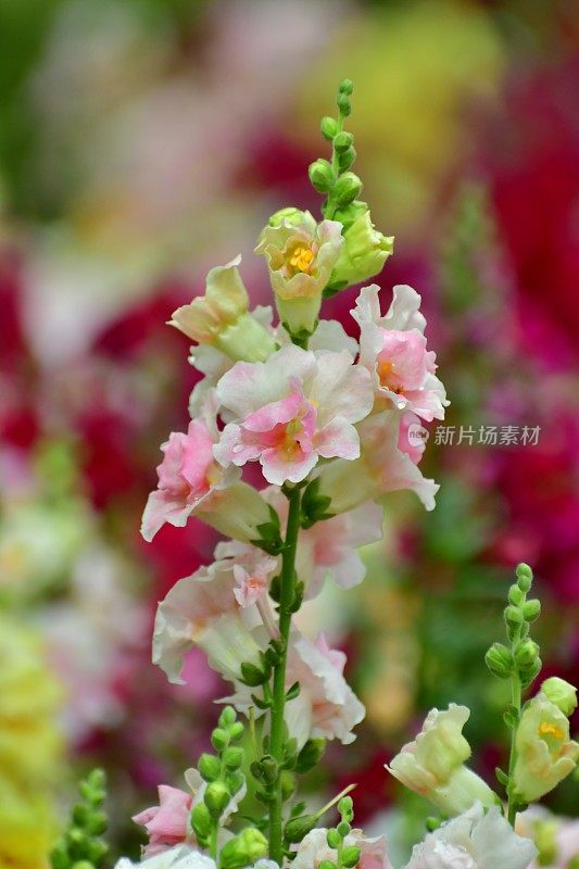 Snapdragon小老头