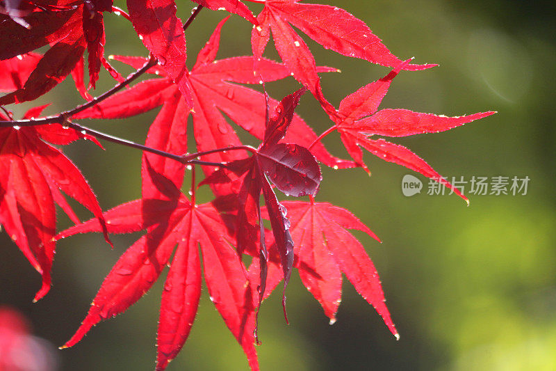 紫红色的日本枫树叶子在雨后的早晨的阳光下发光的图像，水滴的棕榈叶，枫木盆景树叶在太阳生长在东方日本花园的壁纸背景