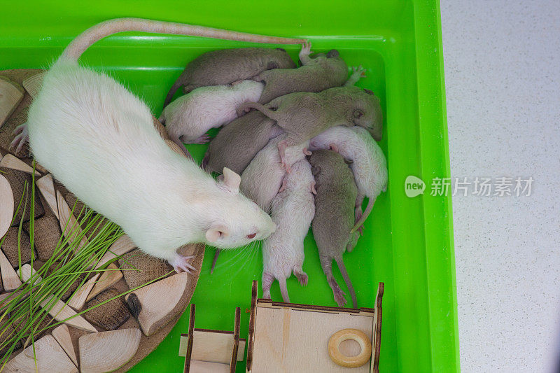 母老鼠嗅着她的幼崽。啮齿动物装饰家里。