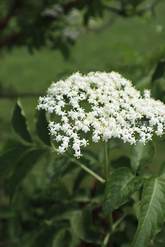 老布什花