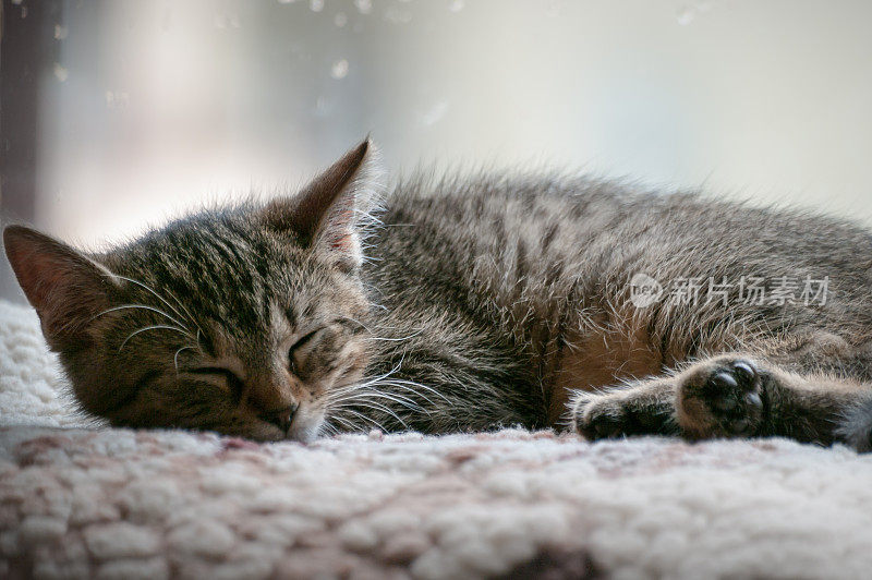 沉睡的小猫肖像