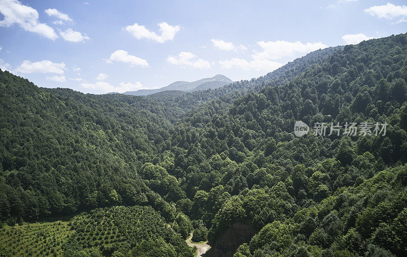 健康的绿色树木在云杉，冷杉和松树森林