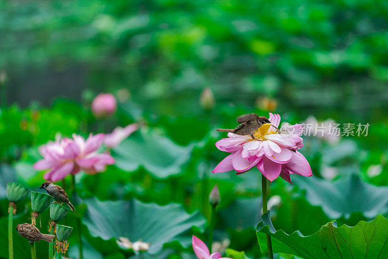 荷花鸟