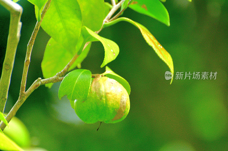 日本茶花的果实