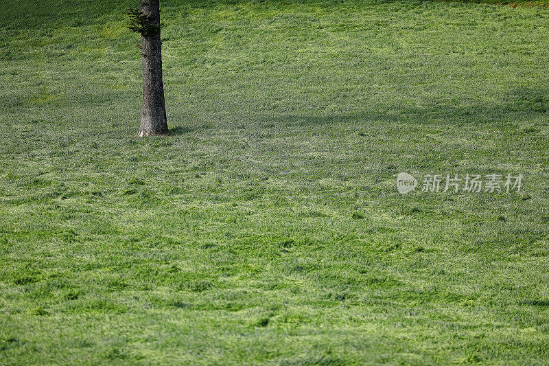 野餐的好天气