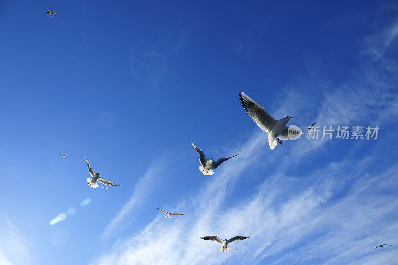 一群海鸥在晴朗的蓝天上飞翔