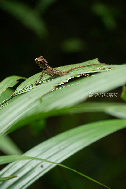 叶子上的蜥蜴。热带雨林