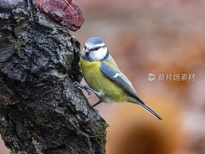 辛西法雷拉