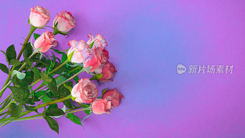 紫色背景上的玫瑰花束