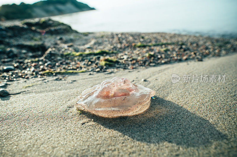 海滩上的水母