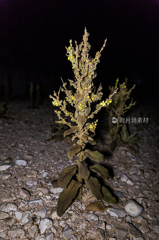 一种夜行性植物生长在以色列南部沙漠的一条干涸的季节性Zim溪流中，靠近Avdat要塞