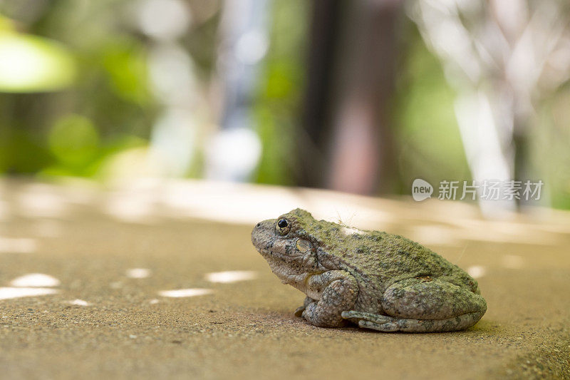 一个灰色青蛙的特写