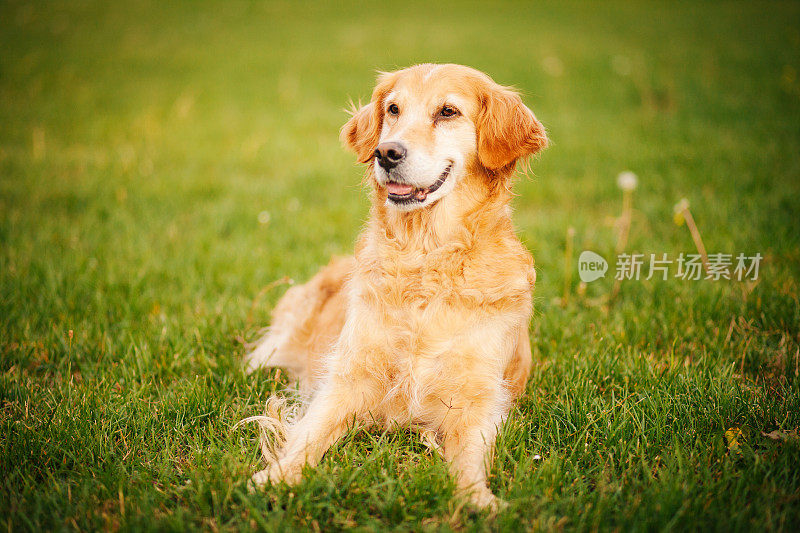 美丽的金毛猎犬坐在田野里