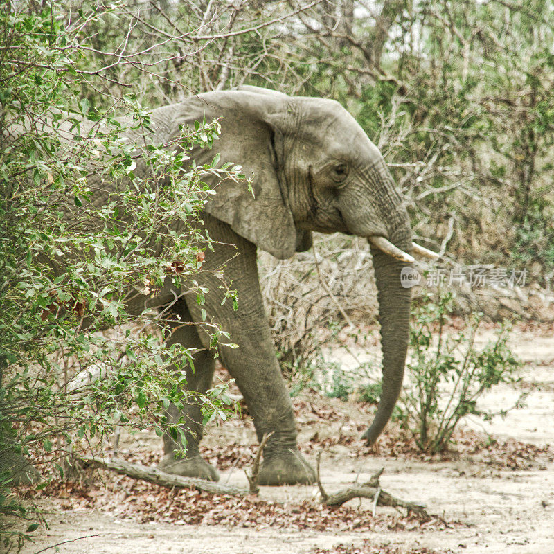 非洲象(Loxodonta)利翁代国家公园马拉维