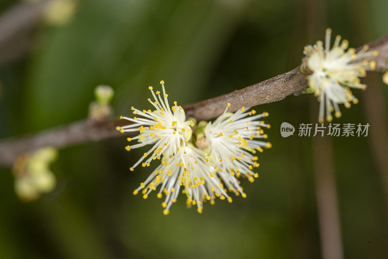 花枝具白色雄蕊和黄色花药