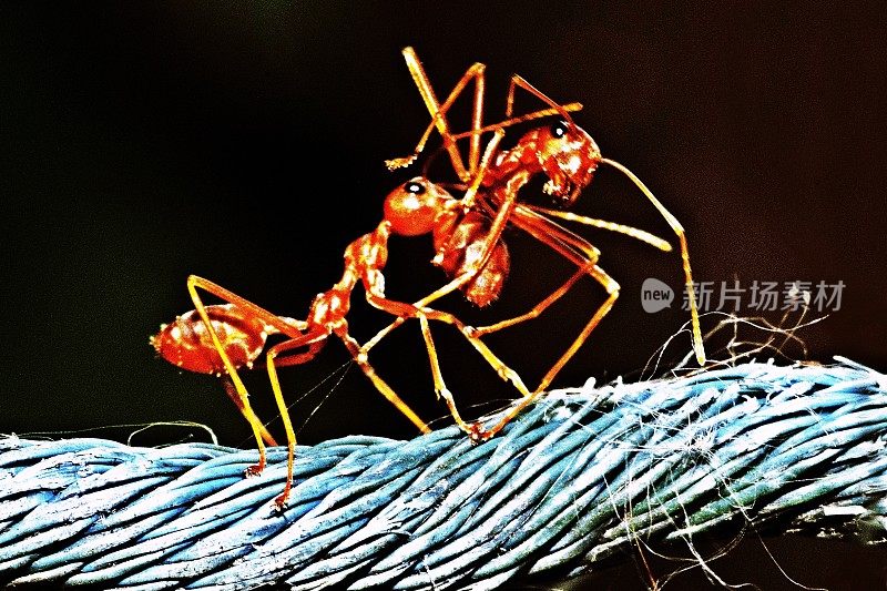 蚂蚁正用蓝绳子带着另一只蚂蚁。