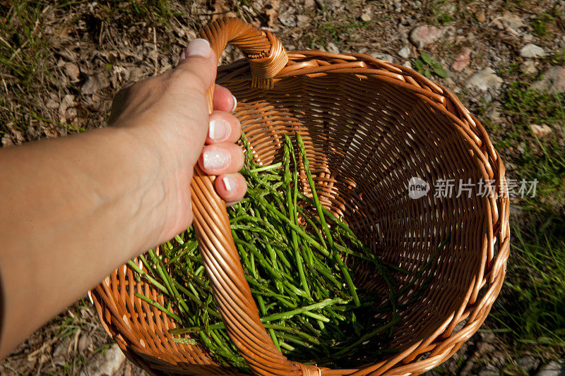 成年妇女抱芦笋篮的个人观点