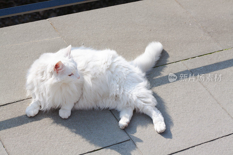贝加莫户外的白猫