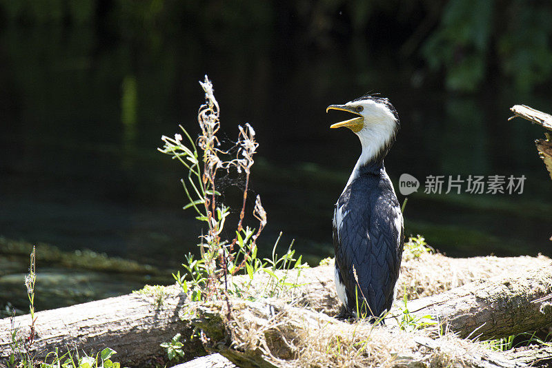 小蓬松