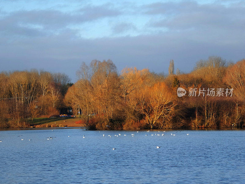 湖泊阳光水秋天秋天河岸边风景优美