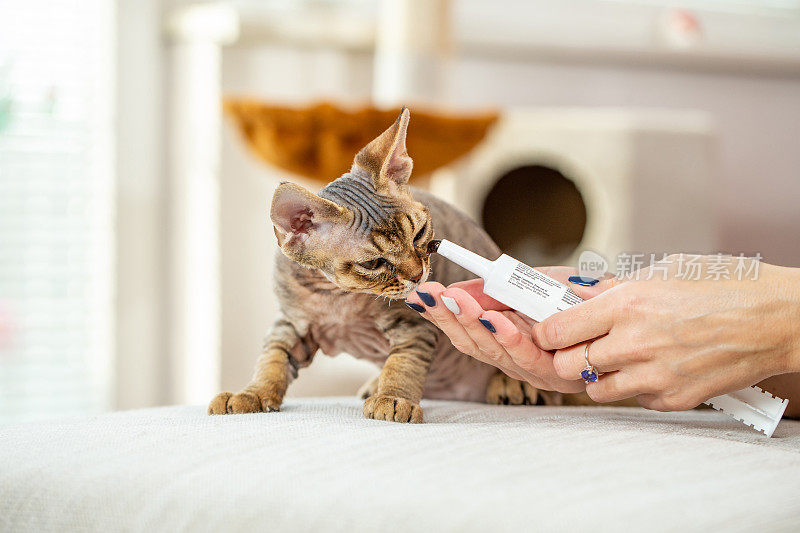 德文郡雷克斯小猫得到他的维生素从深情的主人-库存照片