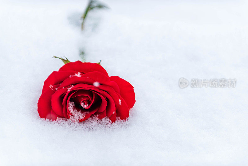 红玫瑰躺在雪中