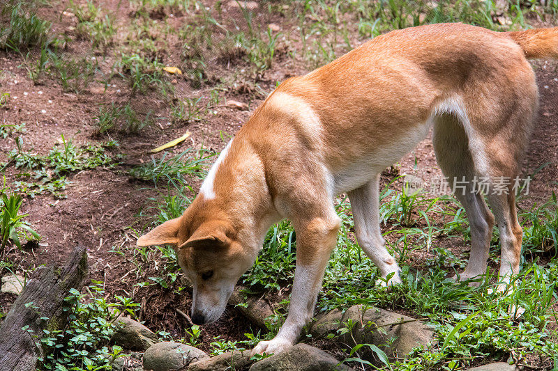 澳大利亚:Dingo