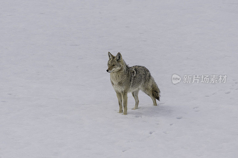 野狼，大犬，在黄石国家公园的雪地里，WY