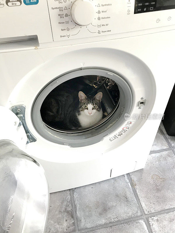 猫在洗衣机