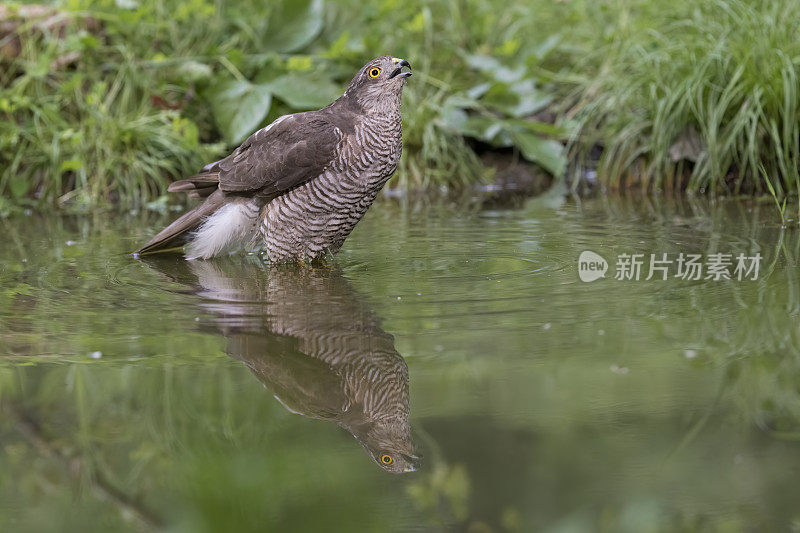 雀鹰饮水(鹰隼)