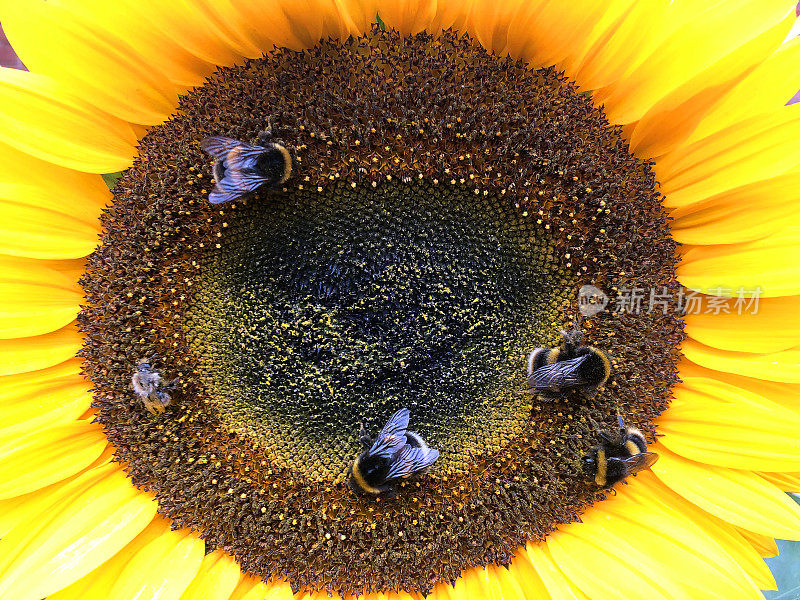 大黄蜂在明亮的黄色向日葵花蕊周围搜寻花粉