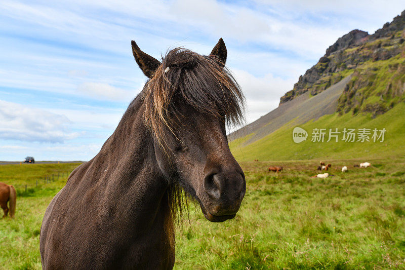 草地上的冰岛小马