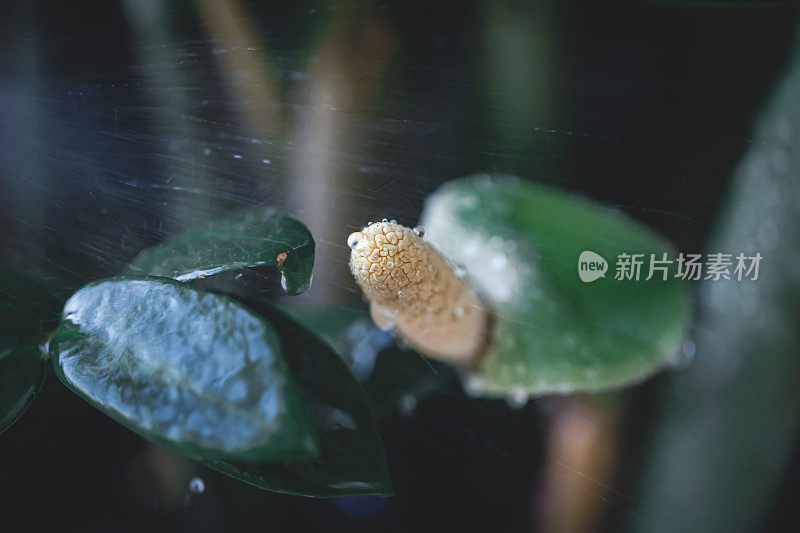 扎米奥库卡斯扎米福利亚在雨中