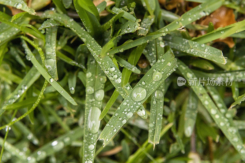 雨水滴在草地上