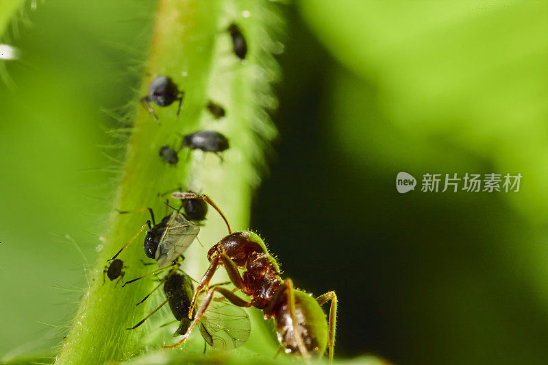 蚂蚁的虱子繁殖