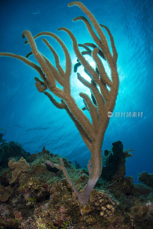 加勒比海海洋生物