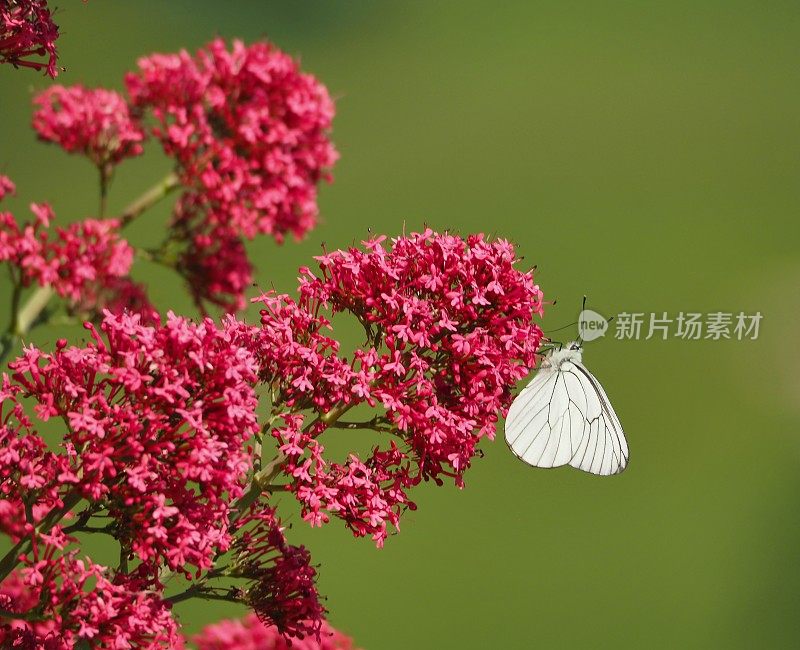 红缬草上的黑脉白缬草