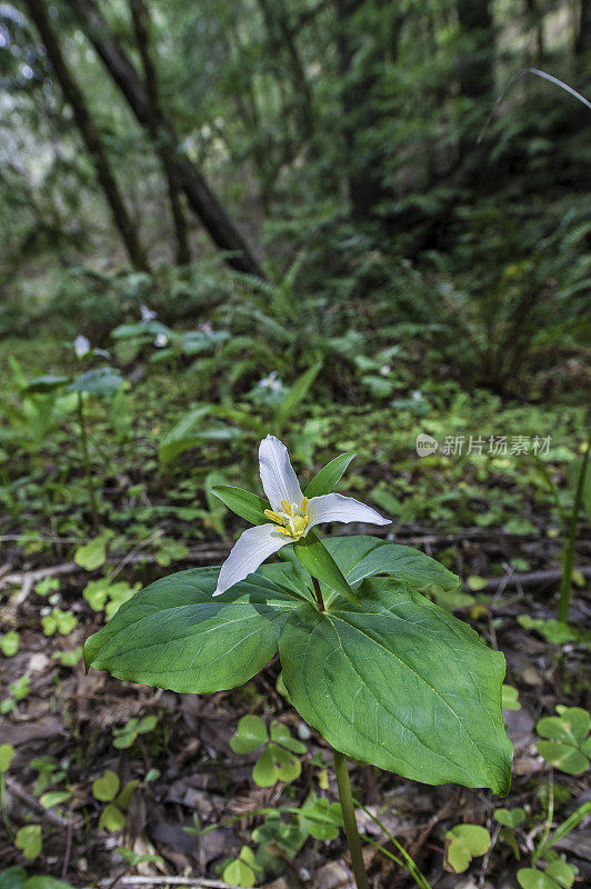 卵形延龄草，西部维克罗宾，太平洋延龄草，或西部白延龄草，有时包括在百合科或黑花科。