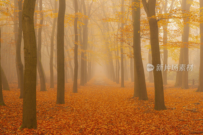 在一个美丽的秋天的早晨，小路穿过一棵雾蒙蒙的山毛榉树