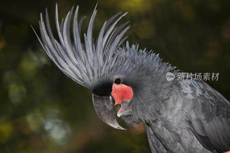 棕榈凤头鹦鹉，长鼻鹰，成体，冠状突起